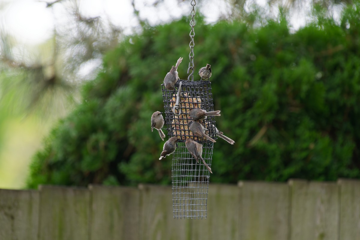 Bushtit (Pacific) - ML643441242