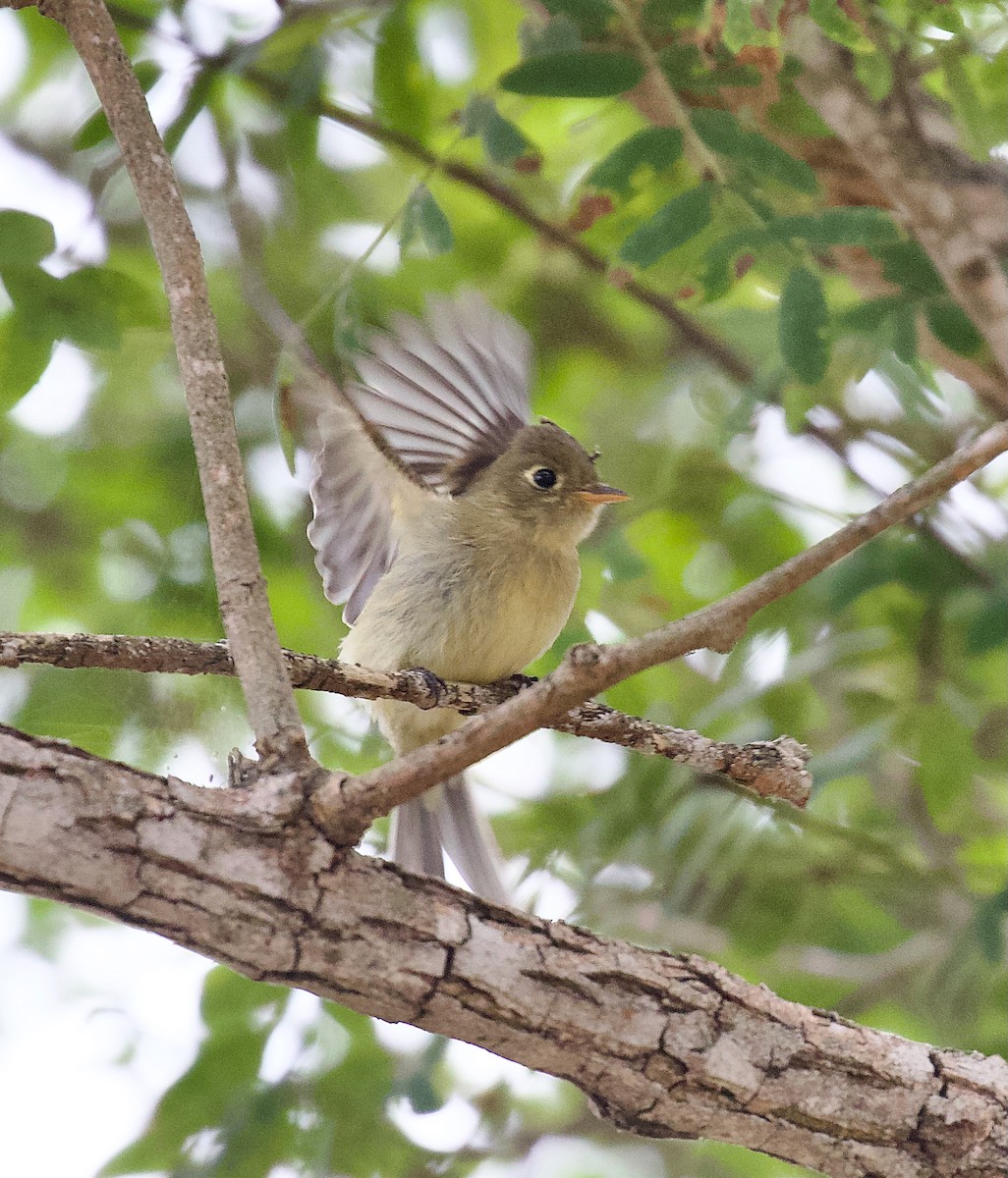 Western Flycatcher - ML643441255
