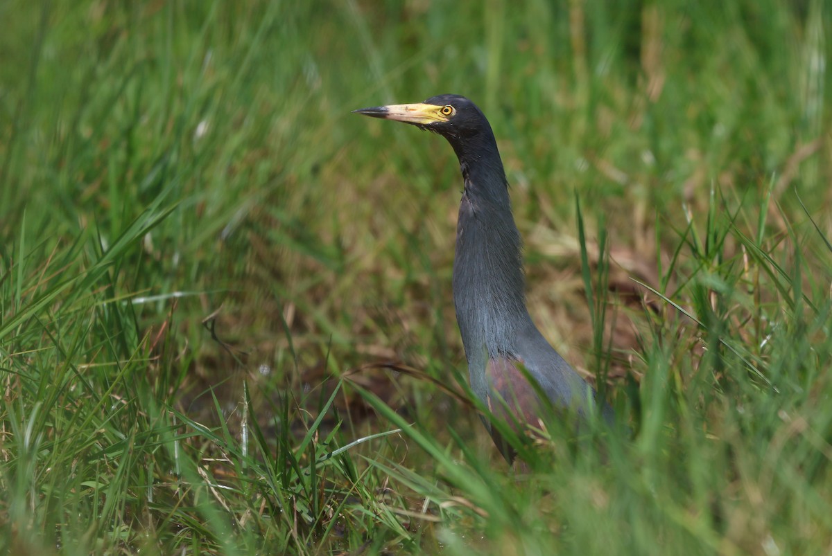 Rufous-bellied Heron - ML643441292