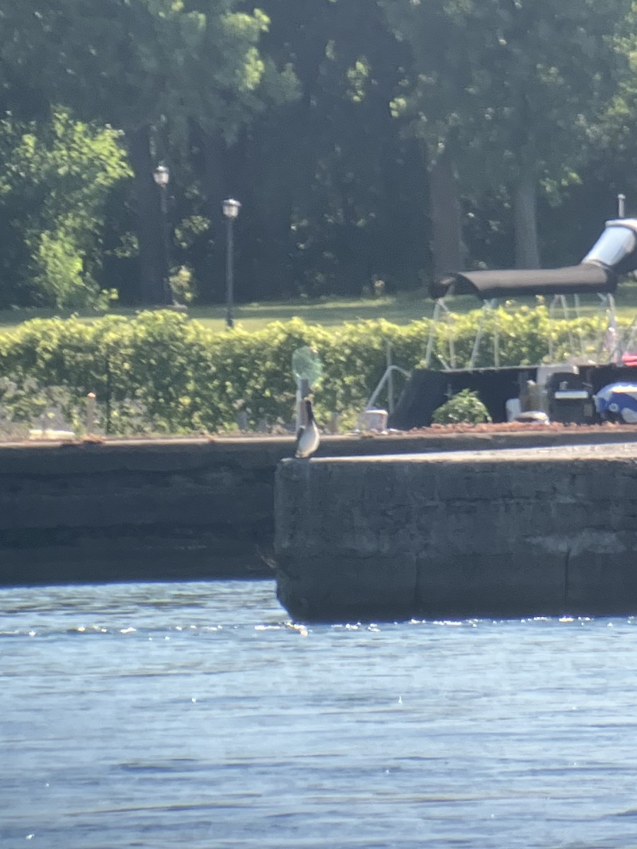 Brown Pelican - ML643441296