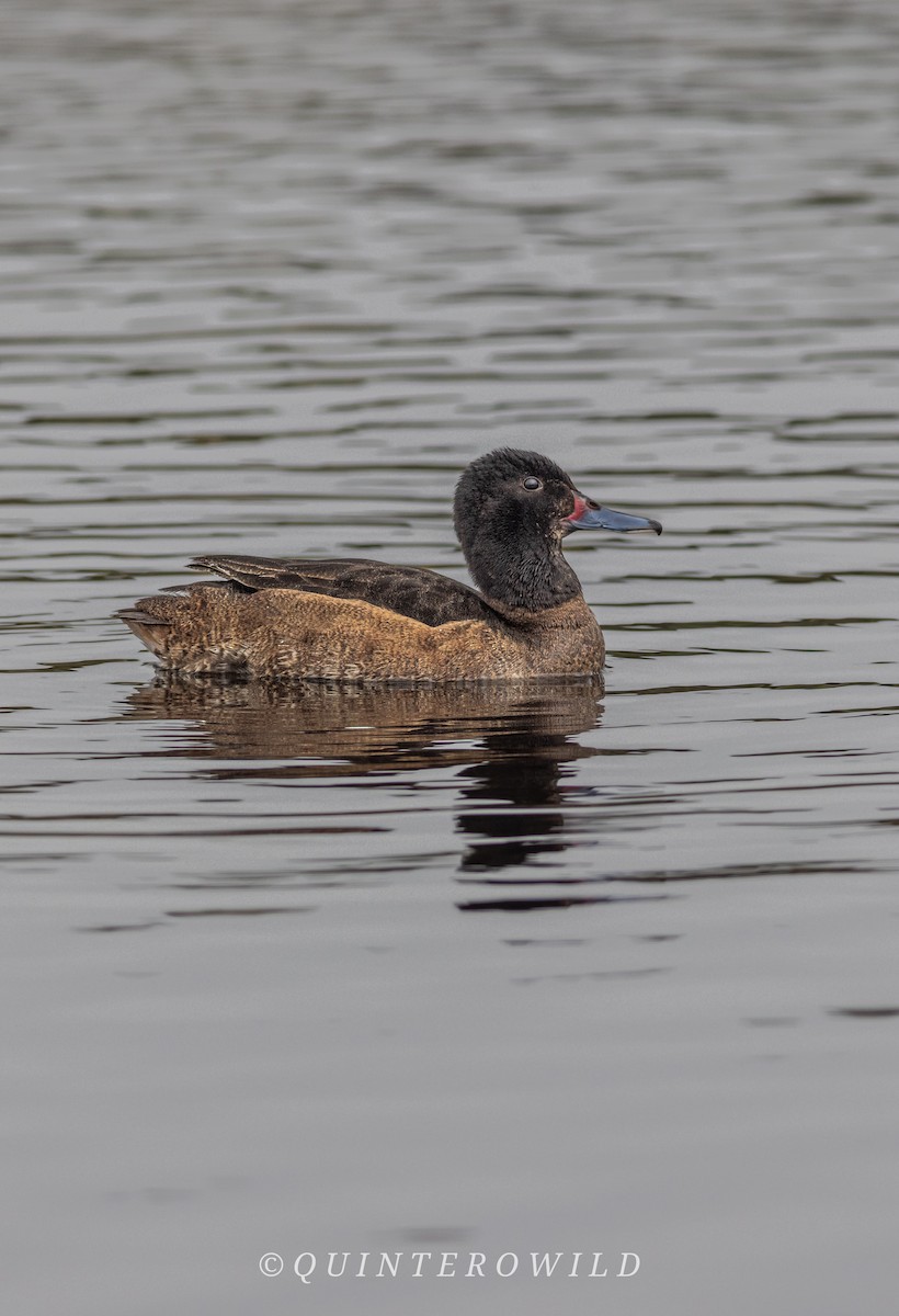 Black-headed Duck - ML643441299