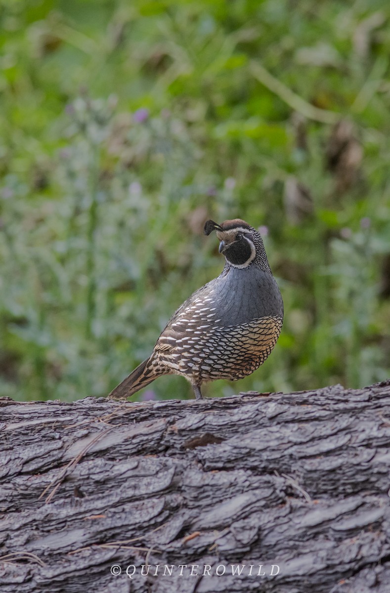 California Quail - ML643441304