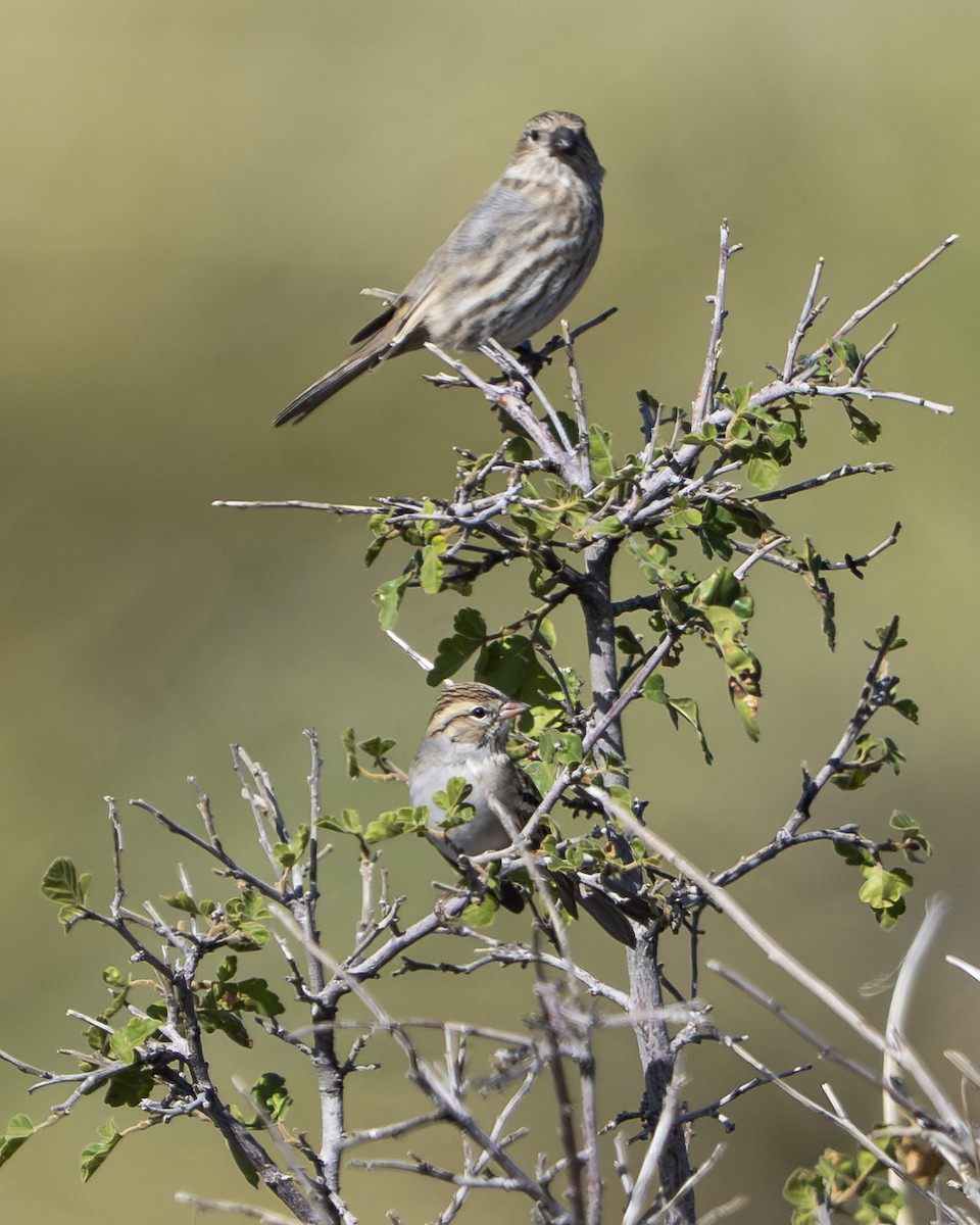 Chipping Sparrow - ML643441321
