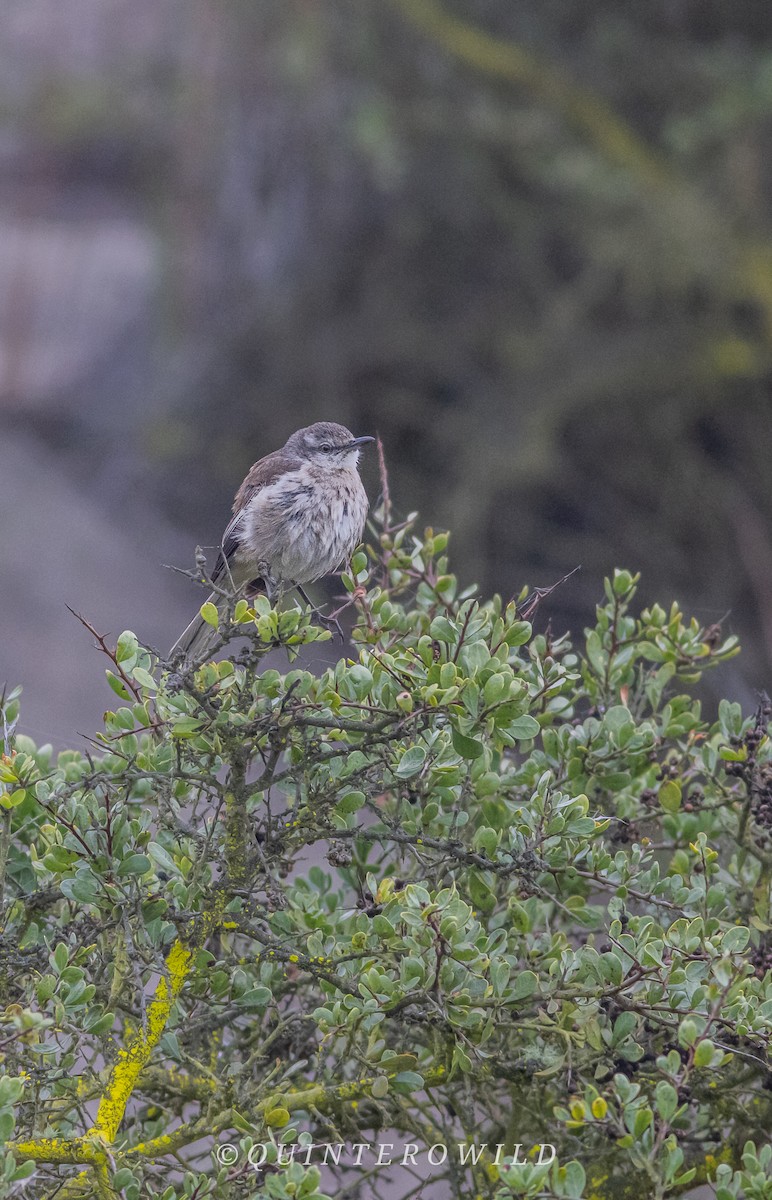 White-banded Mockingbird - ML643441325
