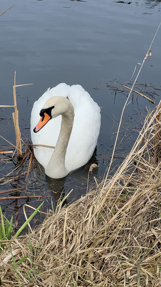 Mute Swan - ML643441327