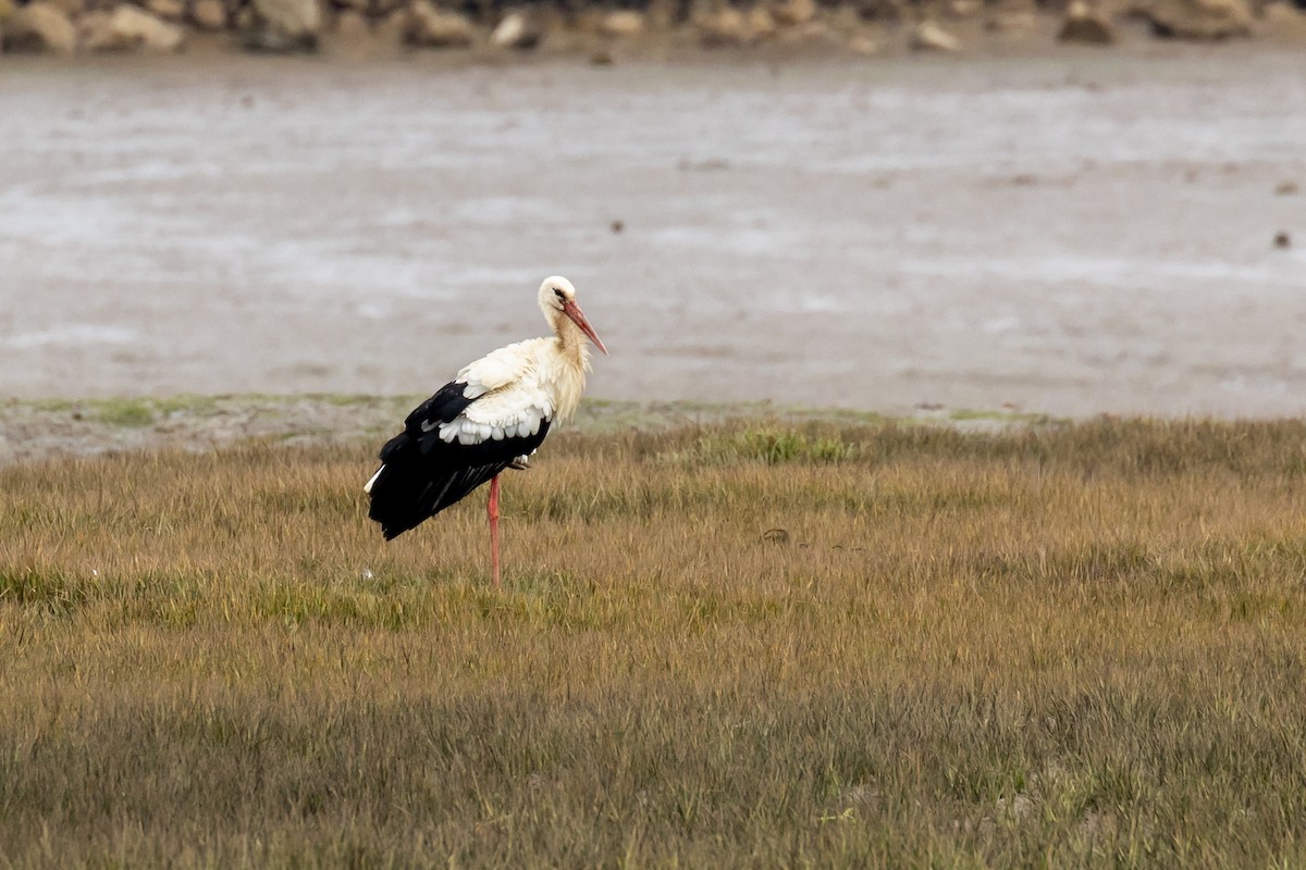White Stork - ML643441334