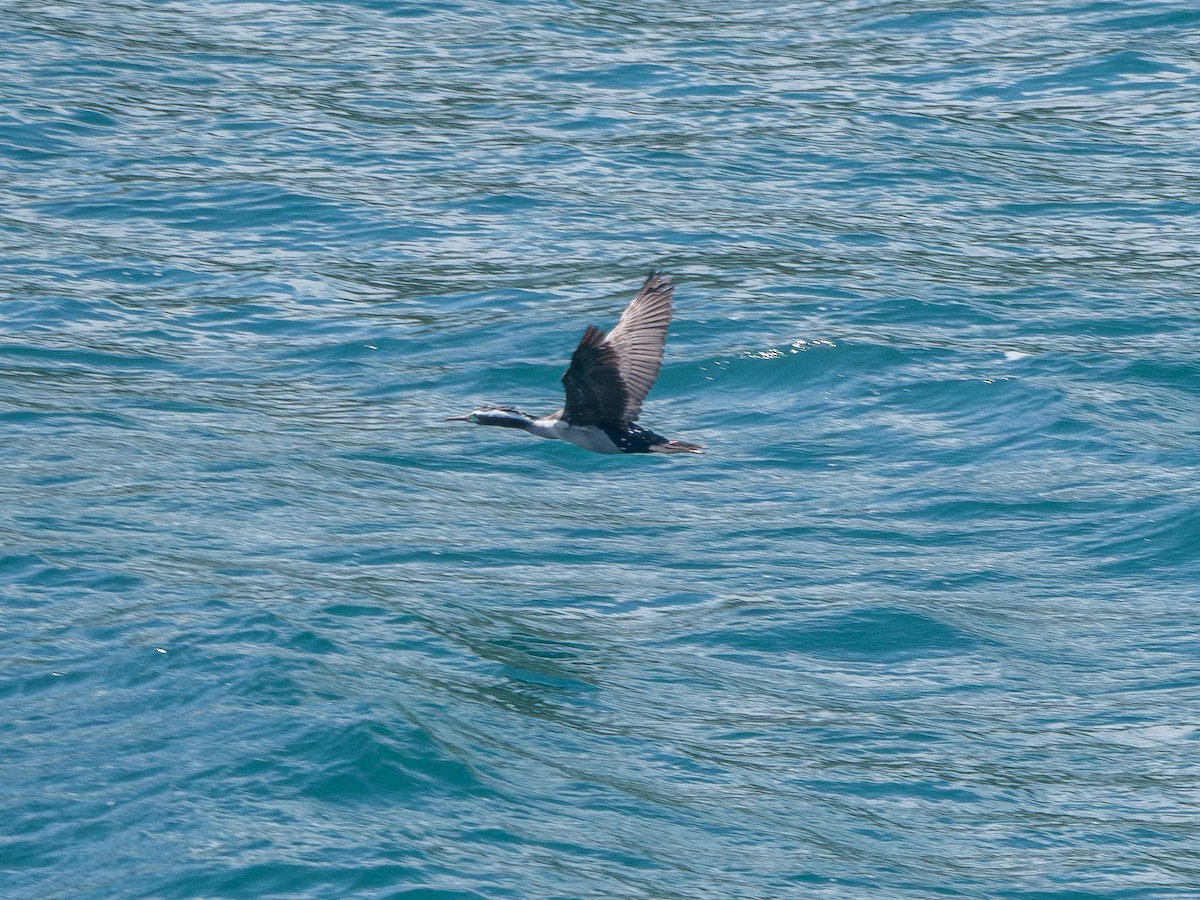 Spotted Shag - ML643441335