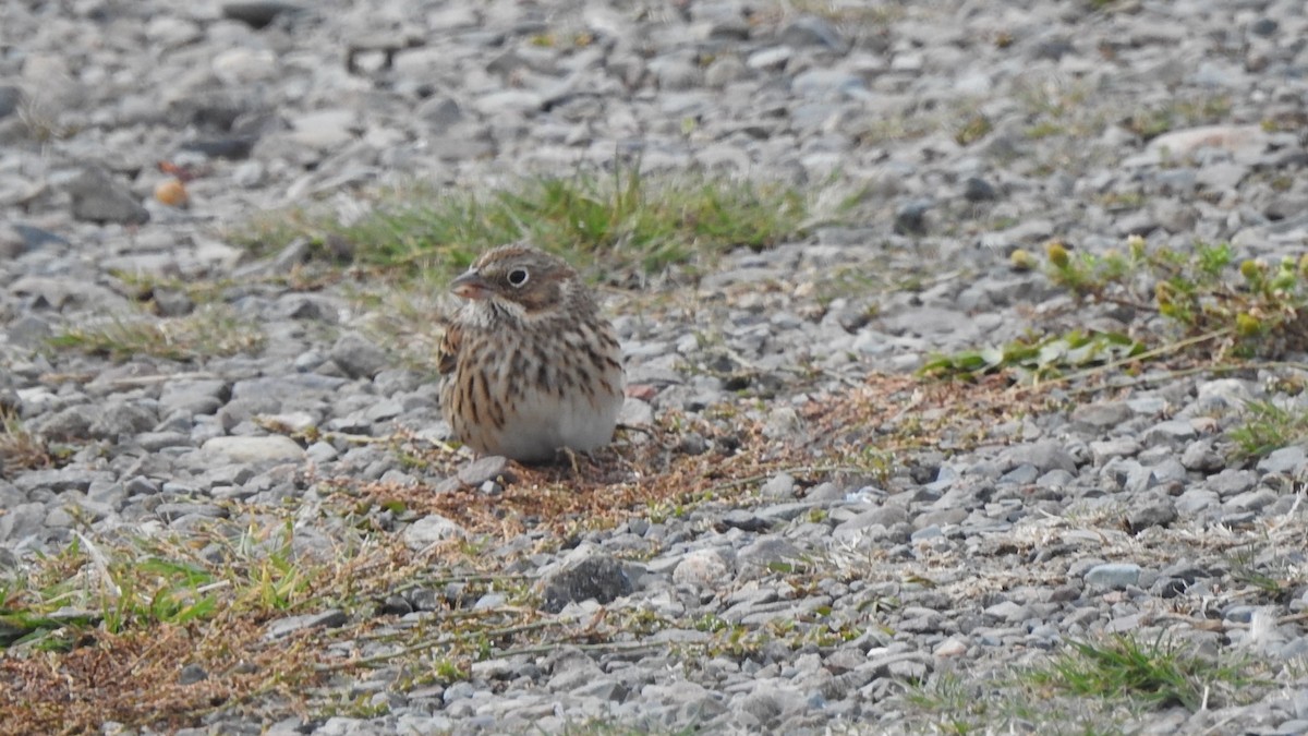 Vesper Sparrow - ML643441336