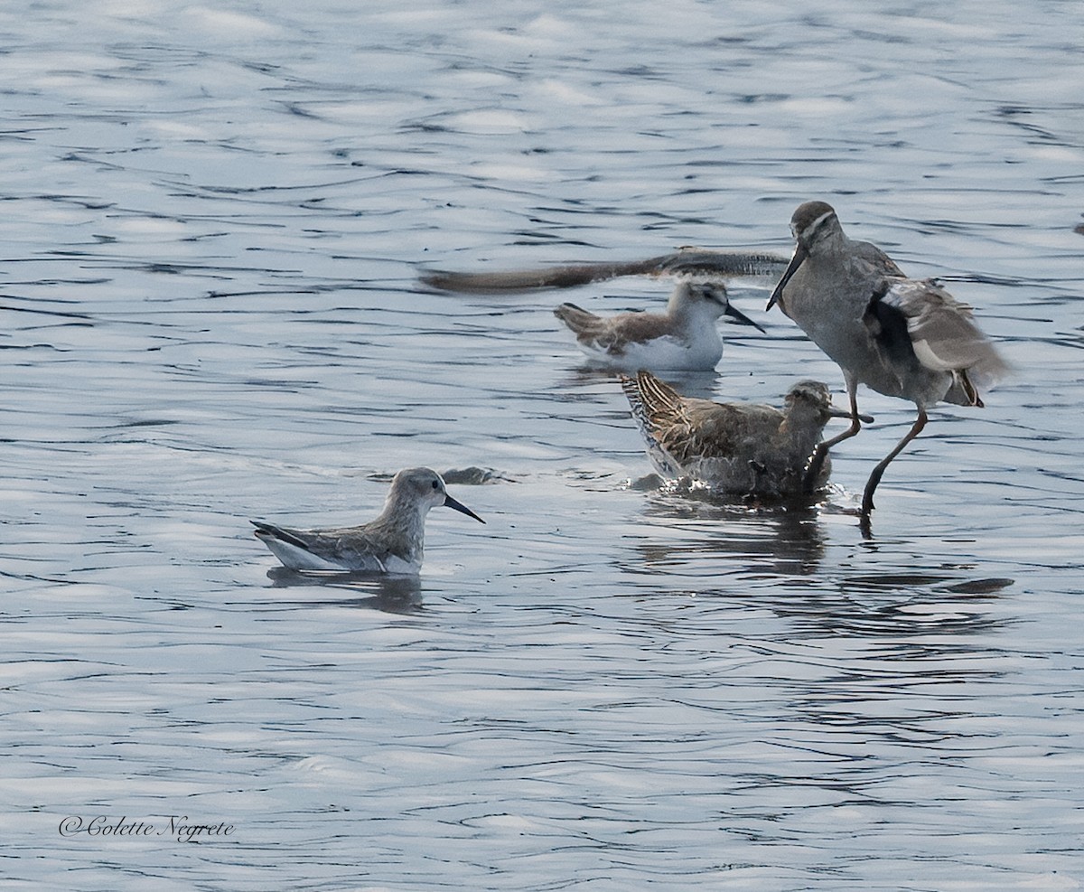 Western Sandpiper - ML643441345