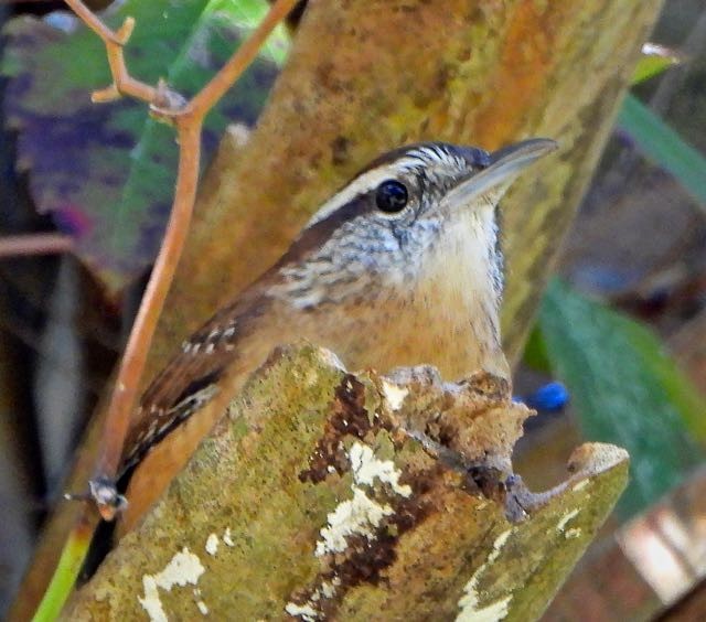 Carolina Wren - ML643441346