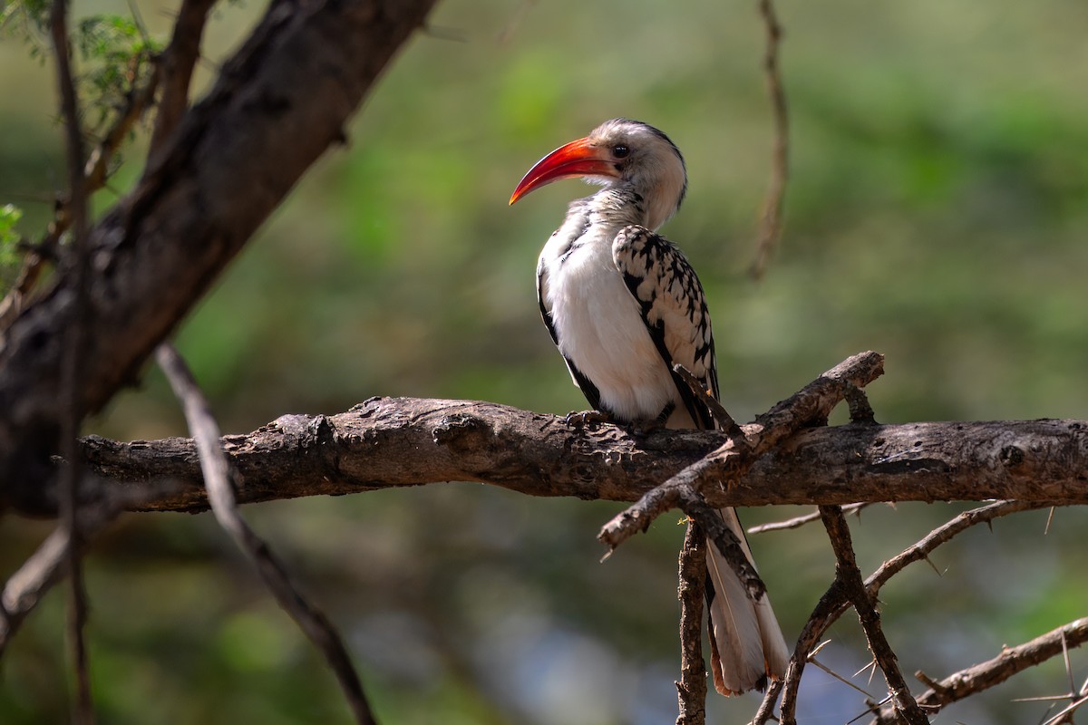 Northern Red-billed Hornbill - ML643441362