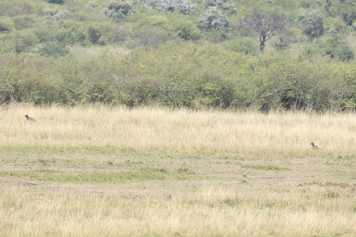 Nübye Yer Boynuzgagası - ML643441372