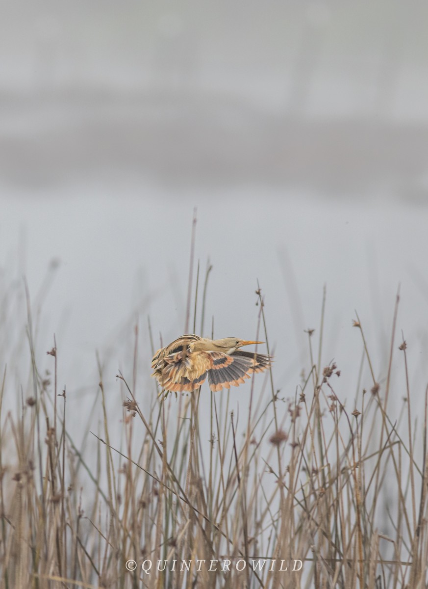 Stripe-backed Bittern - ML643441375