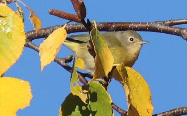 Nashville Warbler - ML643441381