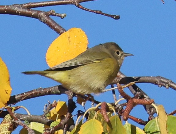 Nashville Warbler - ML643441390