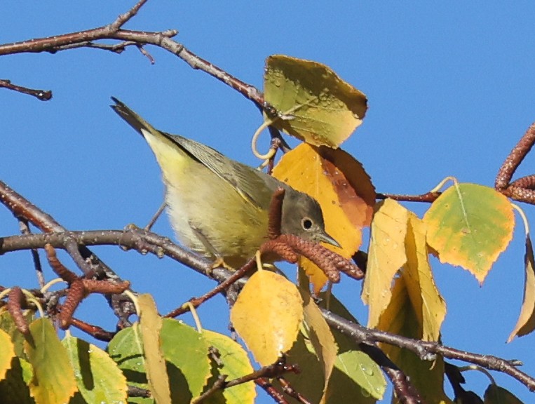 Nashville Warbler - ML643441400