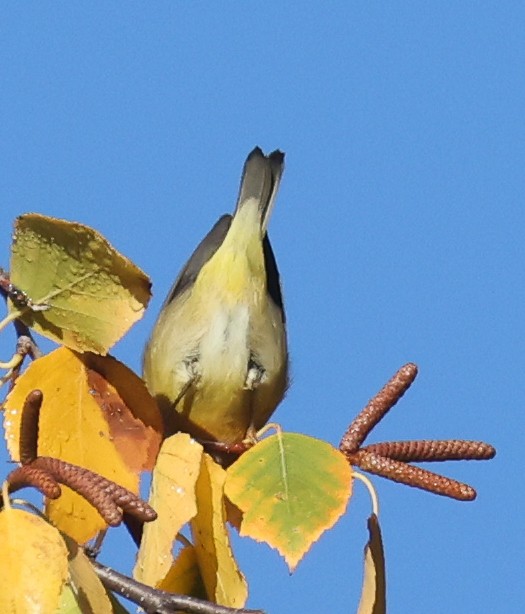 Nashville Warbler - ML643441403