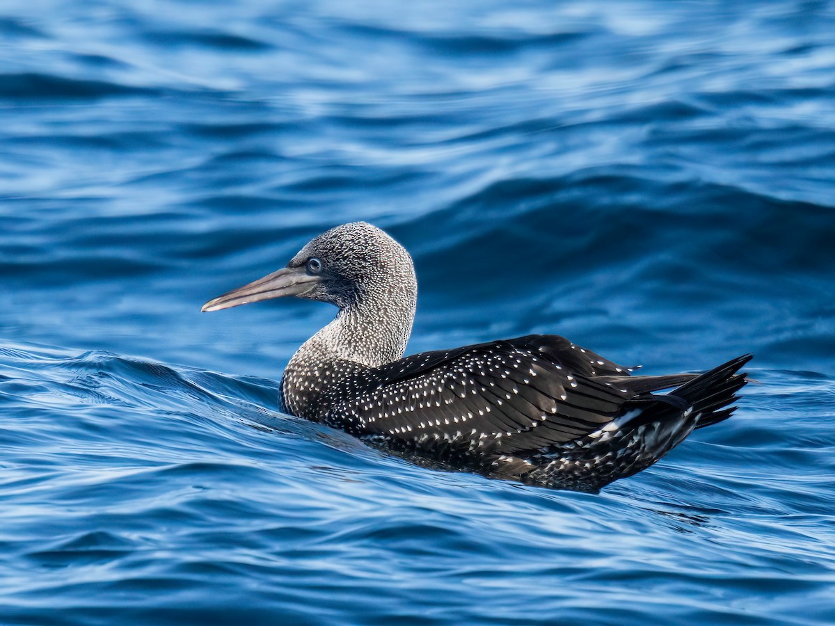 Northern Gannet - ML643441407