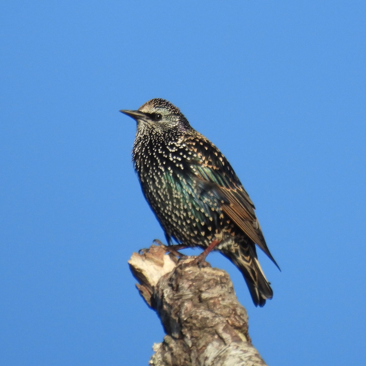 European Starling - ML643441409