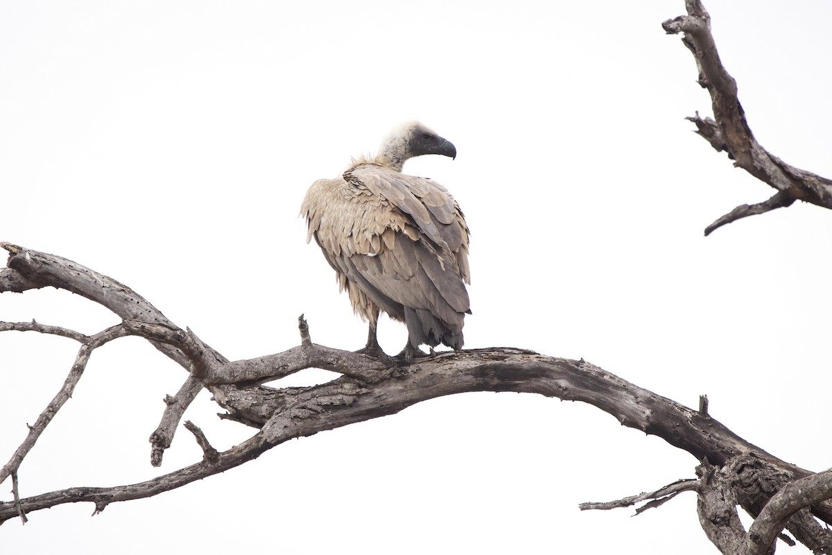 White-backed Vulture - ML643441413