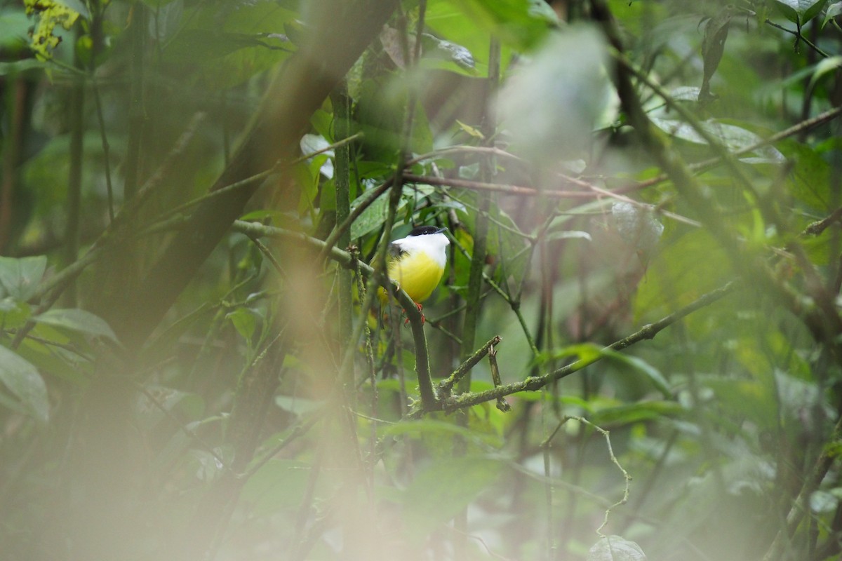 White-collared Manakin - ML643441415