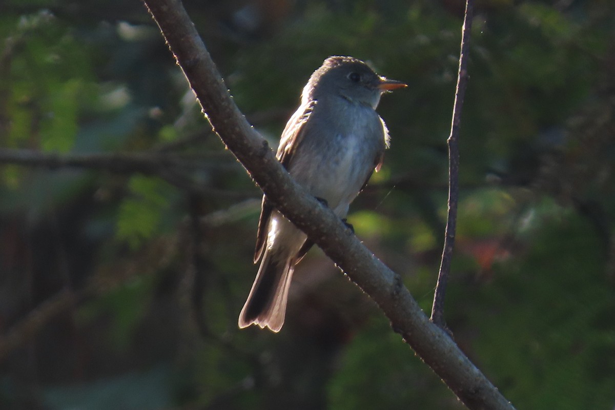 Eastern Wood-Pewee - ML643441426