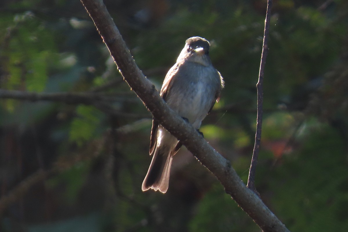 Eastern Wood-Pewee - ML643441427