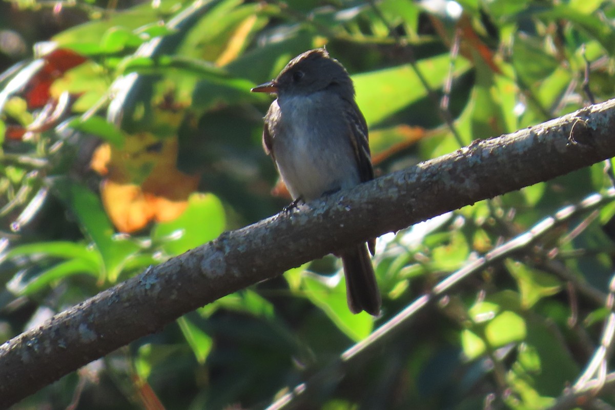 Eastern Wood-Pewee - ML643441429