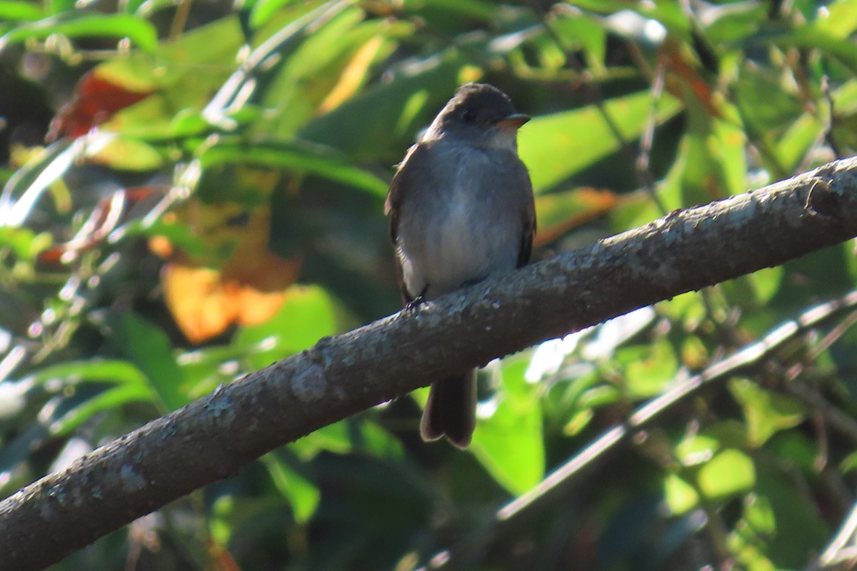 Eastern Wood-Pewee - ML643441430