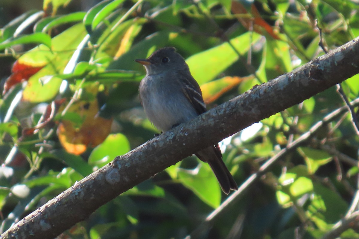Eastern Wood-Pewee - ML643441431