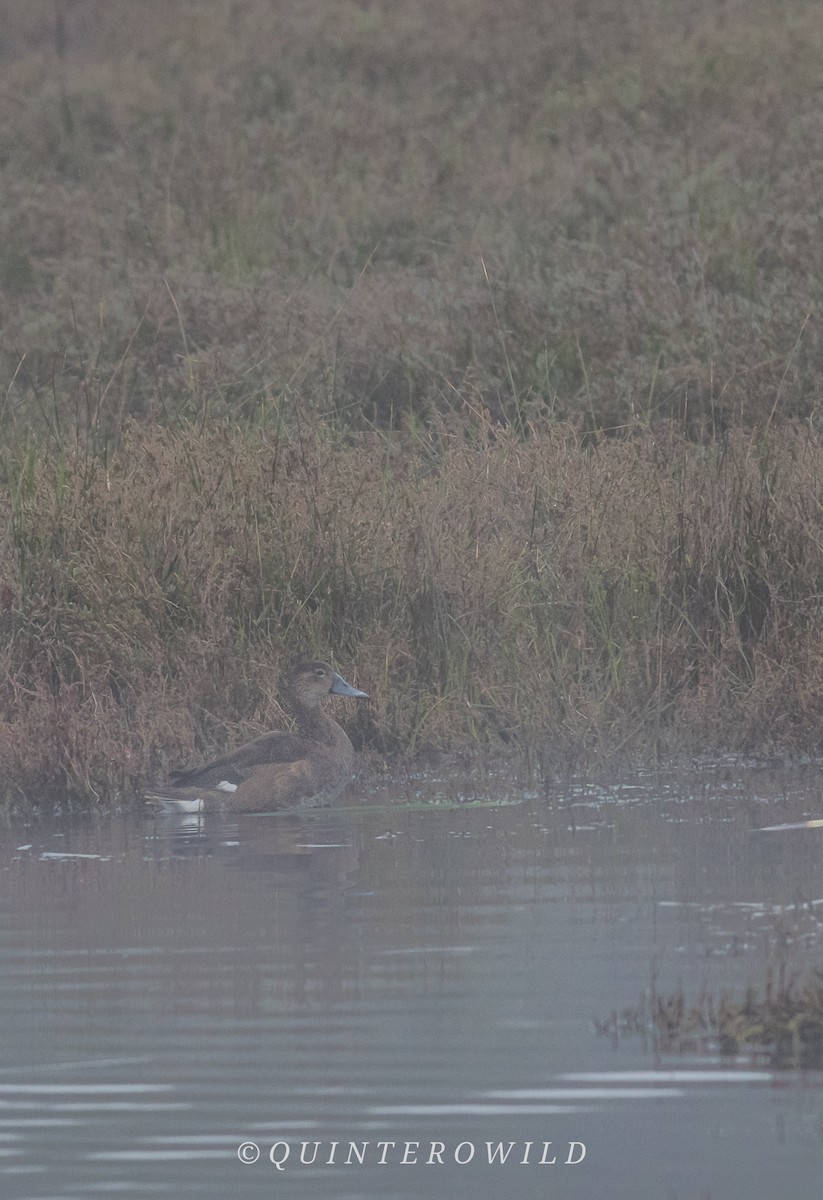 Rosy-billed Pochard - ML643441438