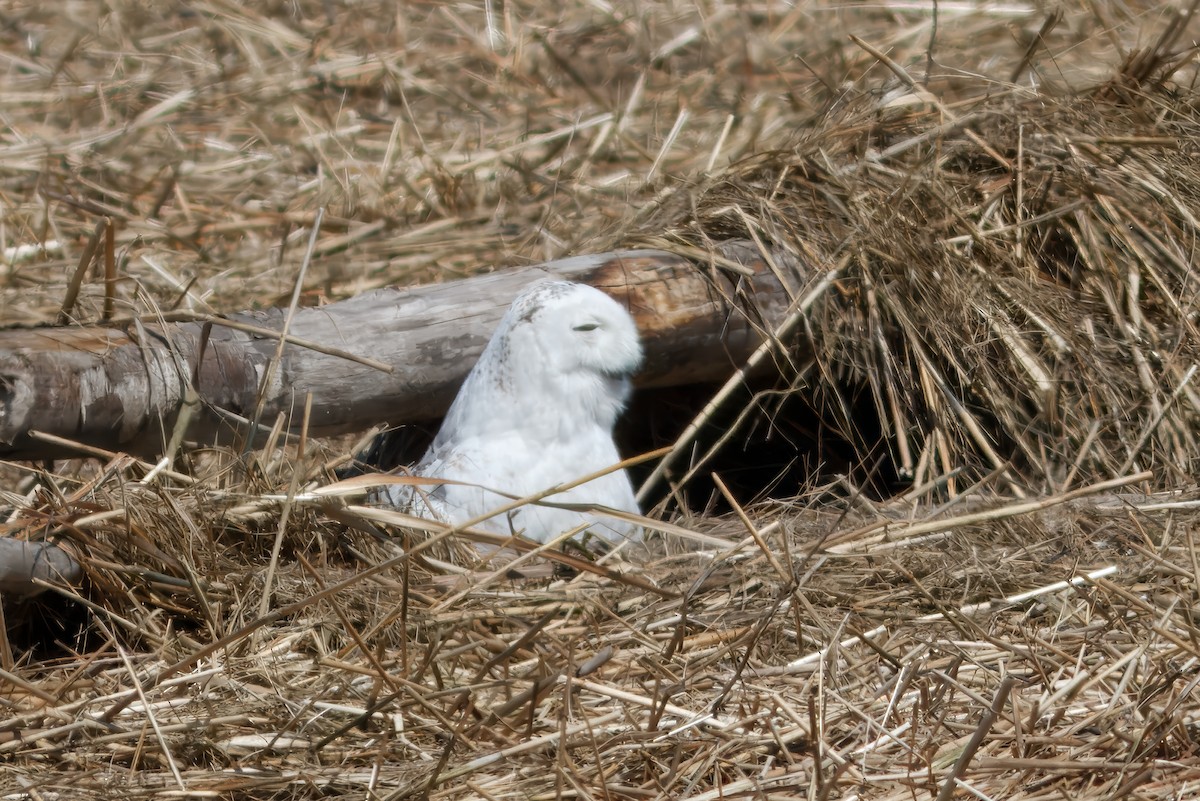 Snowy Owl - ML643441446