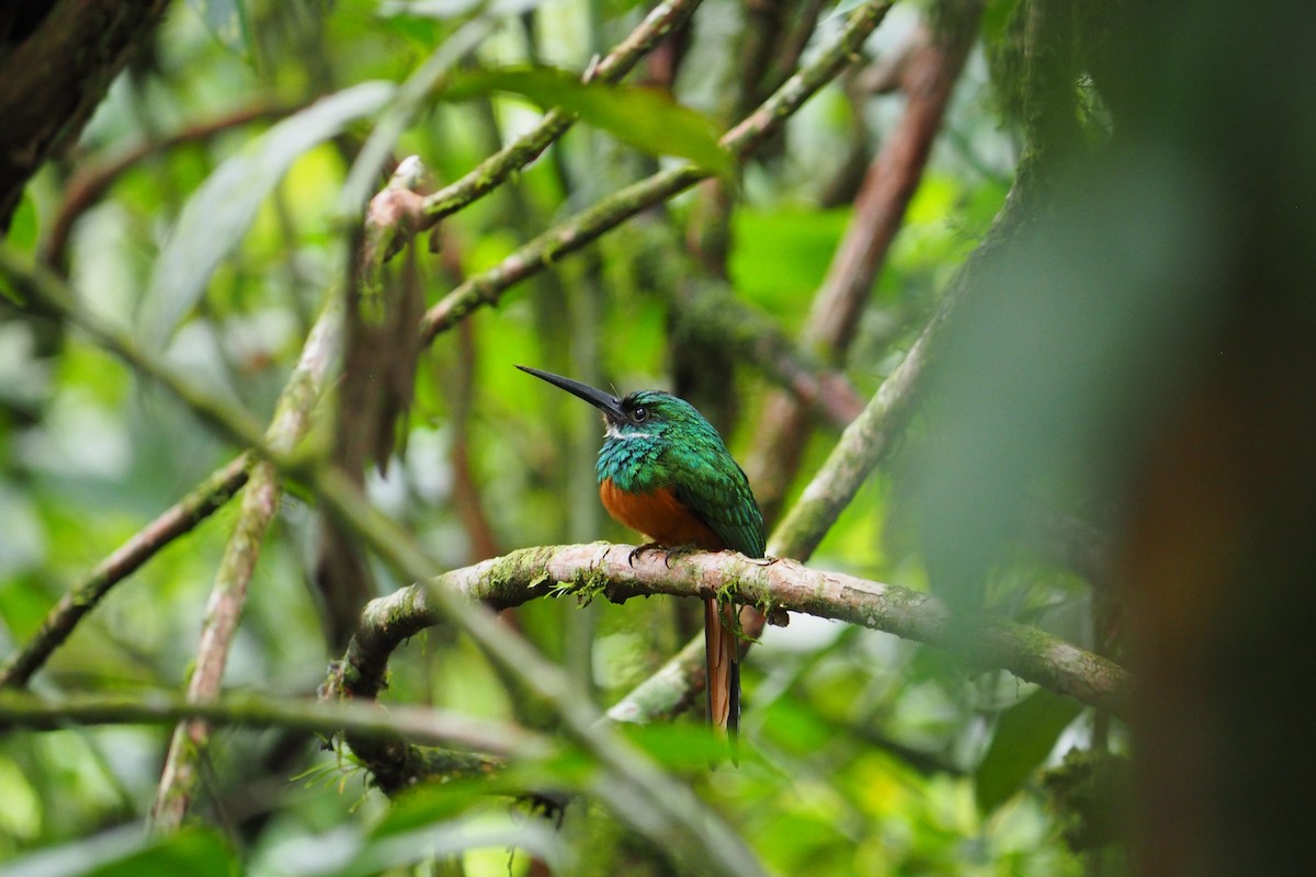 Rufous-tailed Jacamar - ML643441454