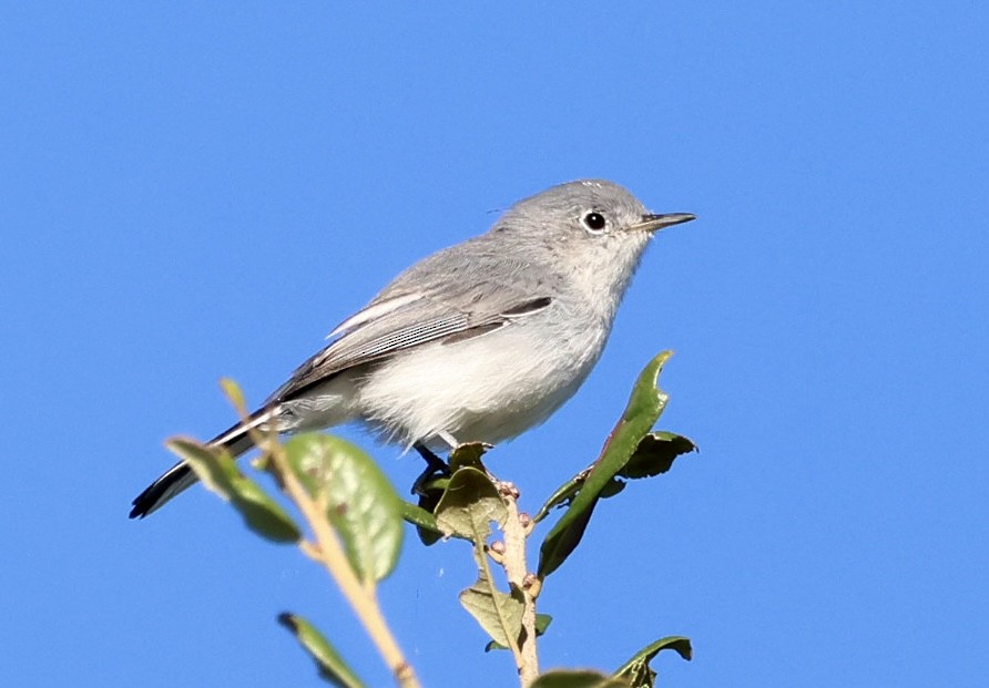 ברחשית כחלחלה - ML643441456