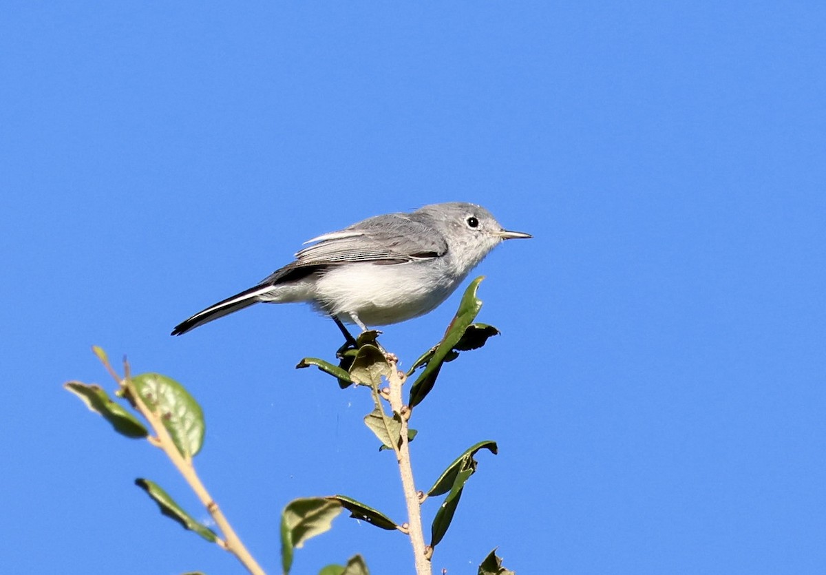 ברחשית כחלחלה - ML643441457
