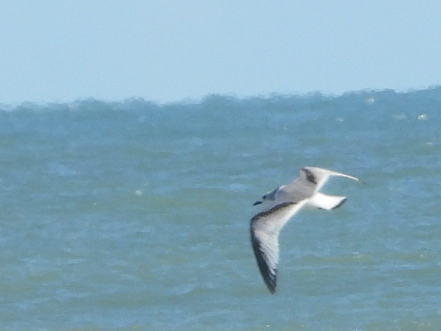 Black-legged Kittiwake - ML643441467