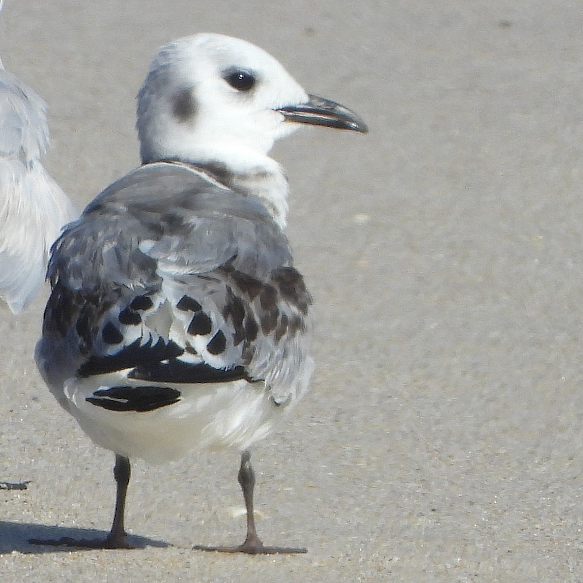 Black-legged Kittiwake - ML643441468