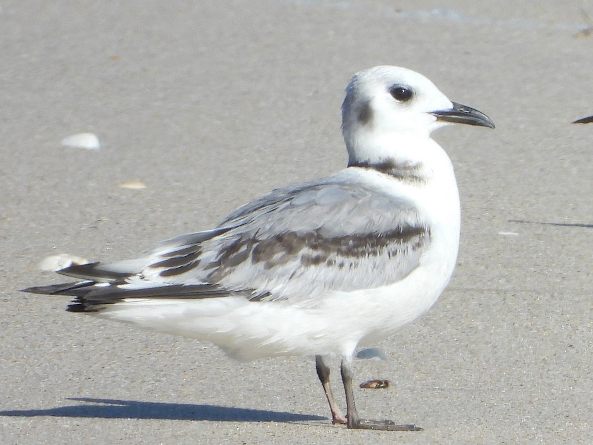 Black-legged Kittiwake - ML643441469