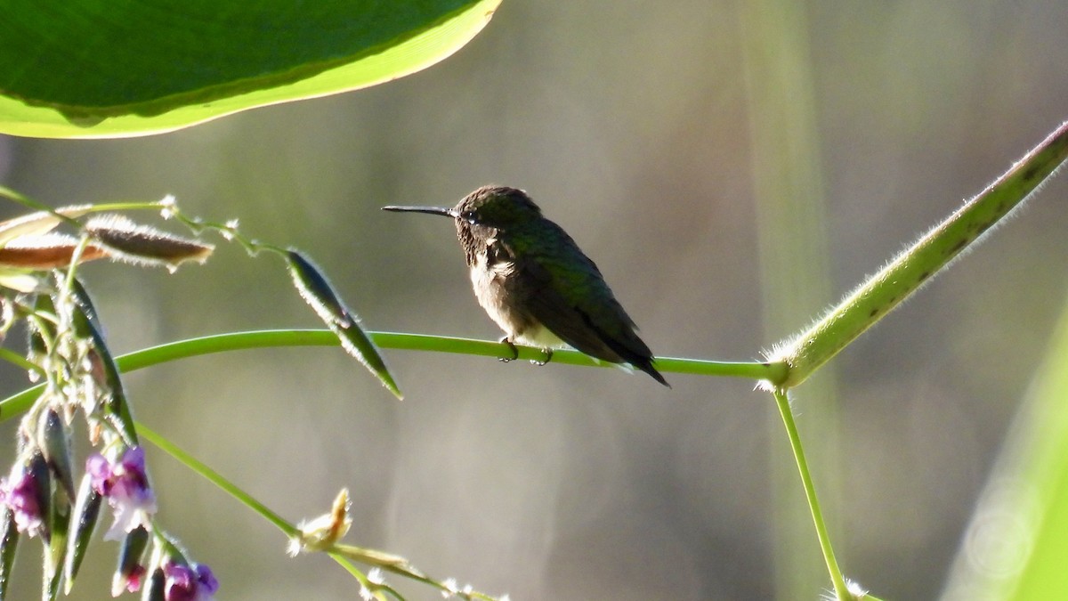 Ruby-throated Hummingbird - ML643441475