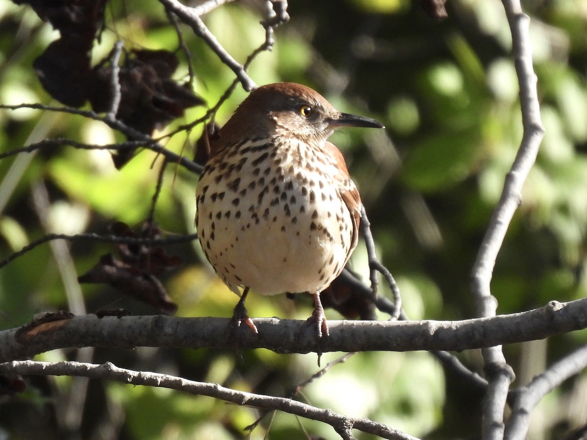 Brown Thrasher - ML643441480