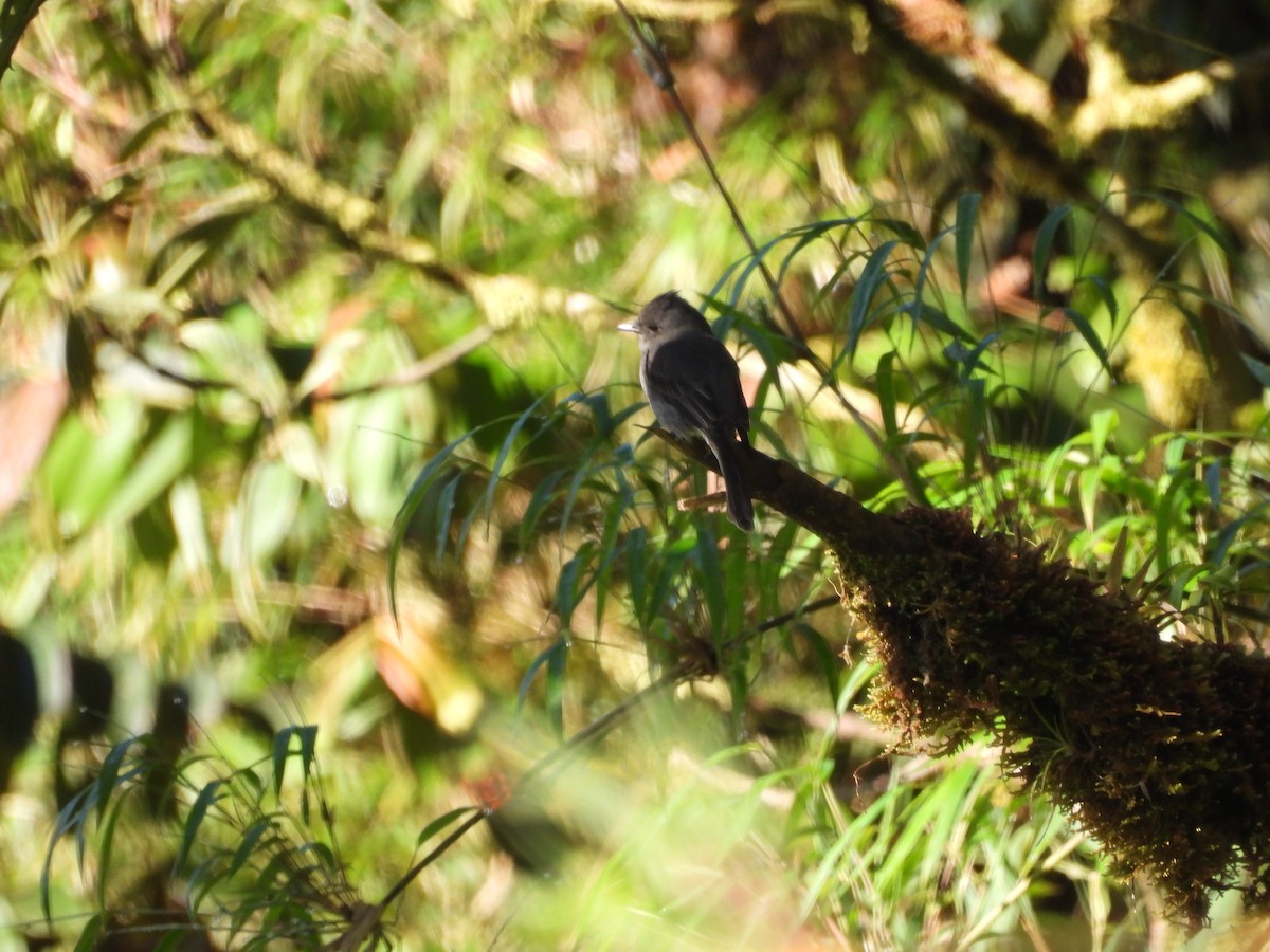 Smoke-colored Pewee - ML643441482