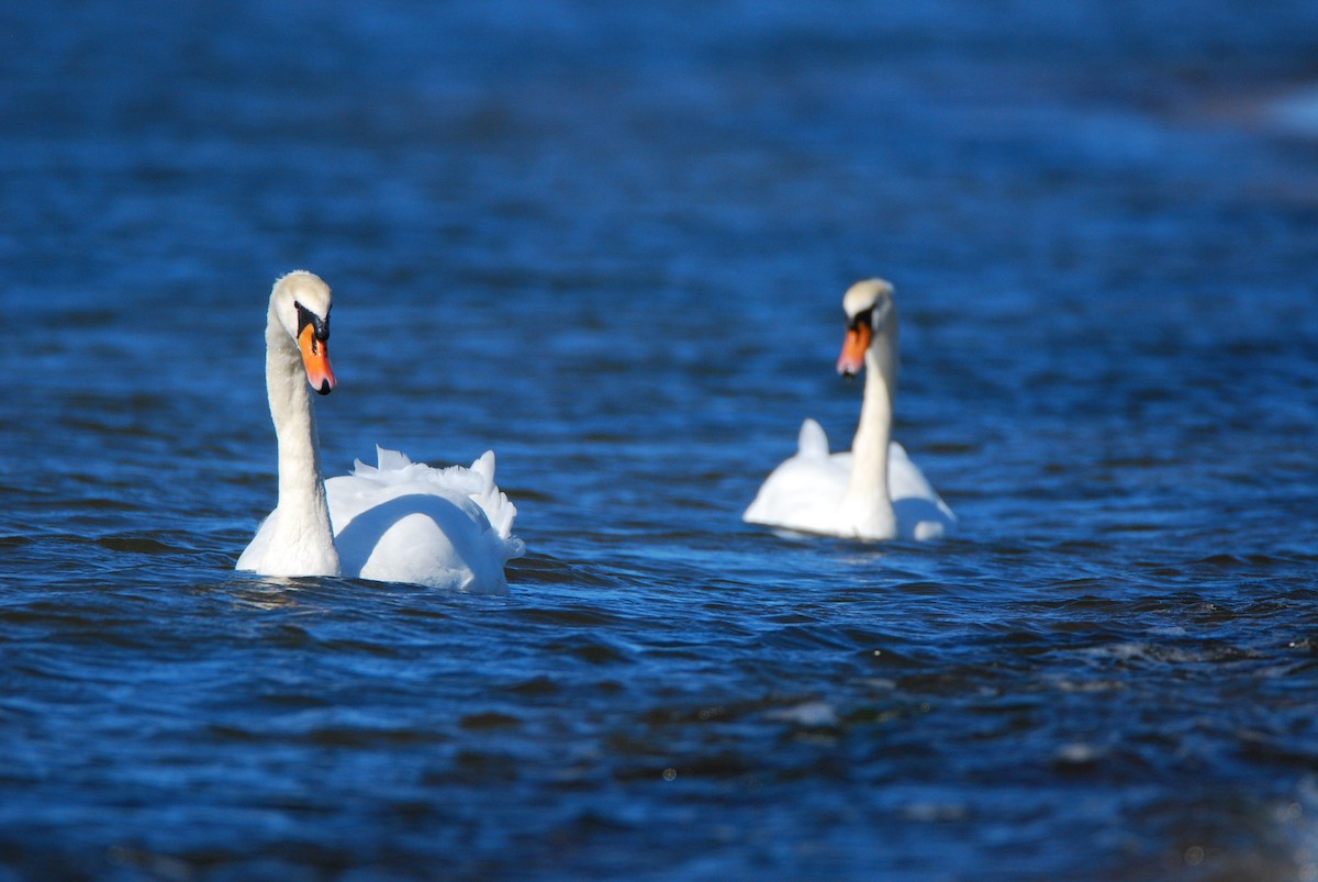 Mute Swan - ML643441489