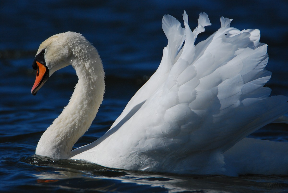 Mute Swan - ML643441490