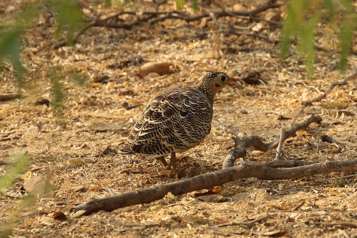 Painted Sandgrouse - ML643441499