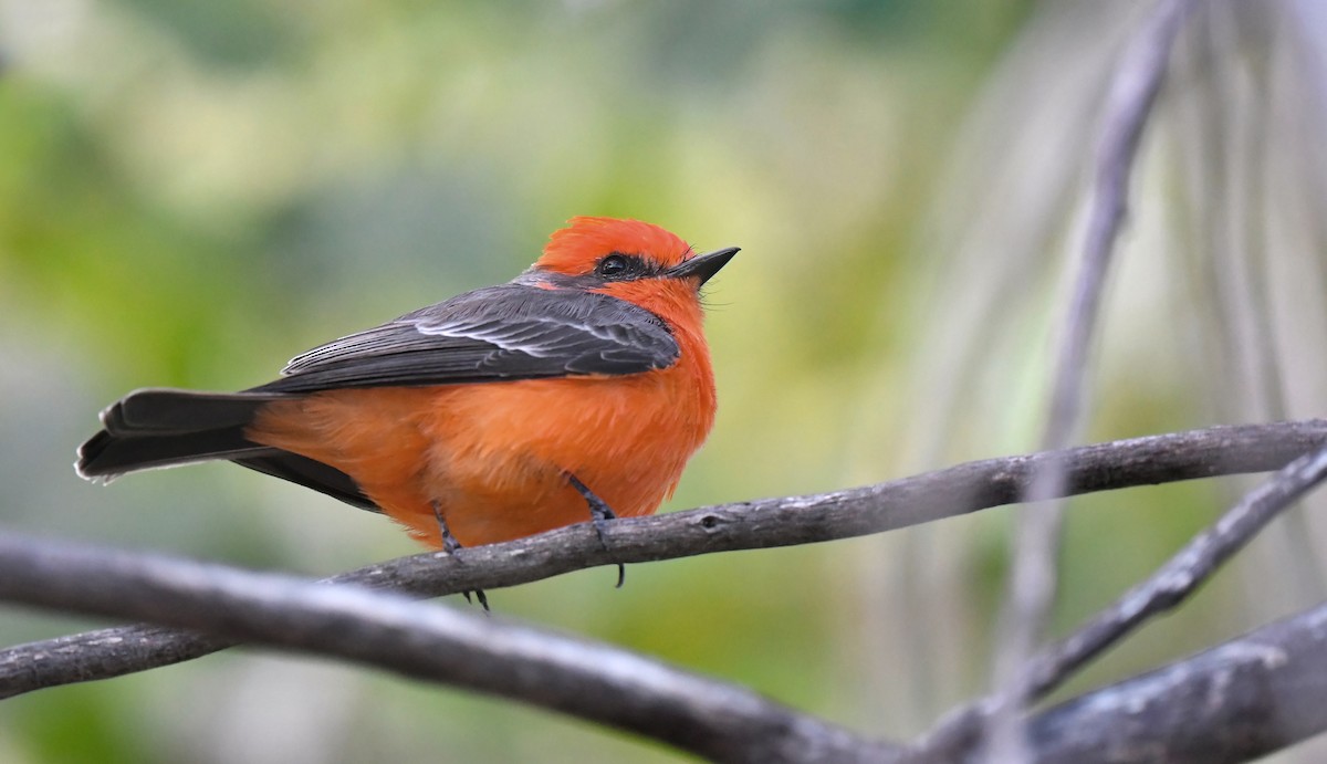 Vermilion Flycatcher - ML643441503