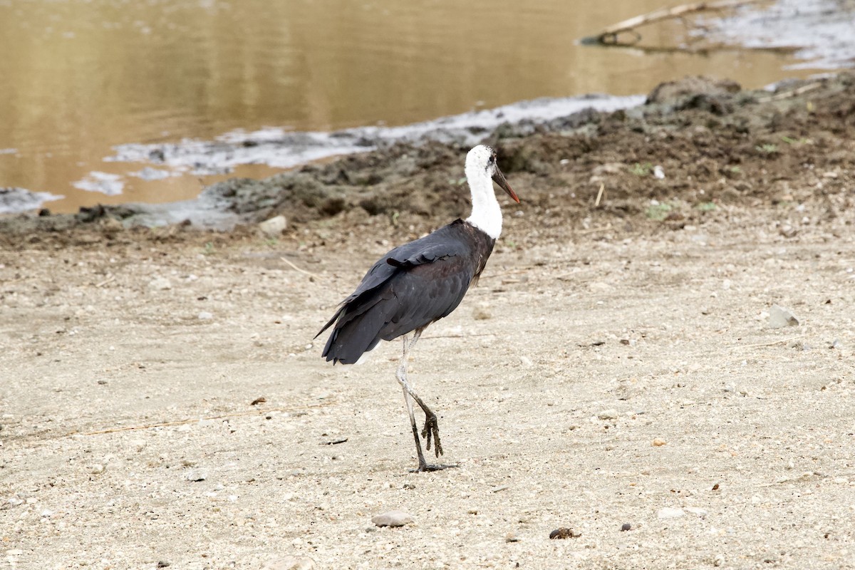 dunhalsstork - ML643441522