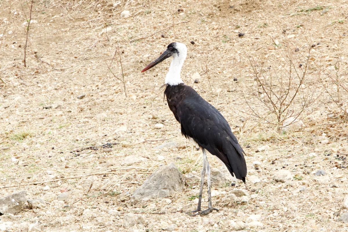 dunhalsstork - ML643441558