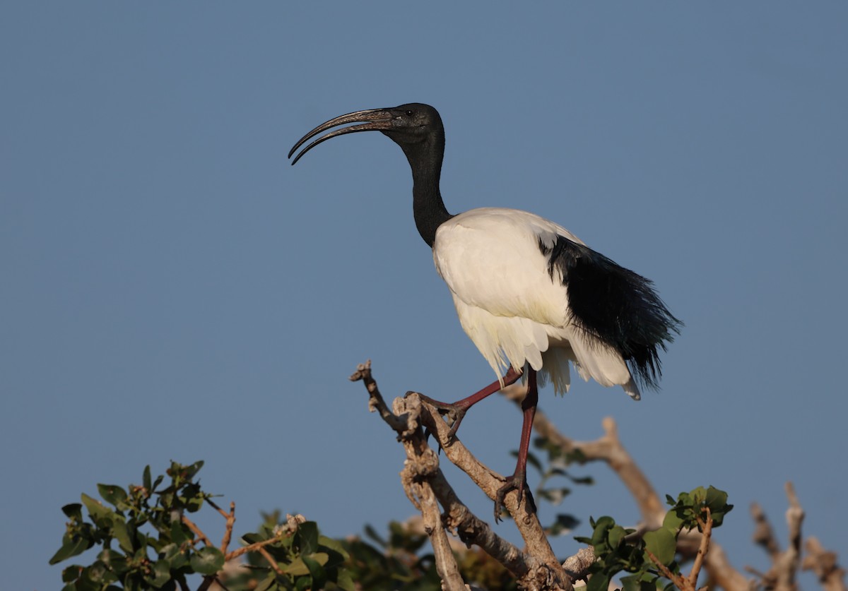 ibis posvátný - ML643441566