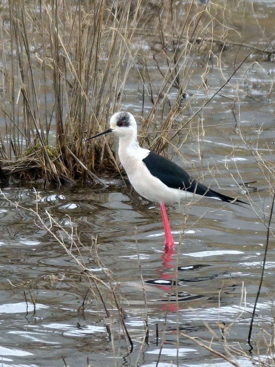 Black-winged Stilt - ML643441576