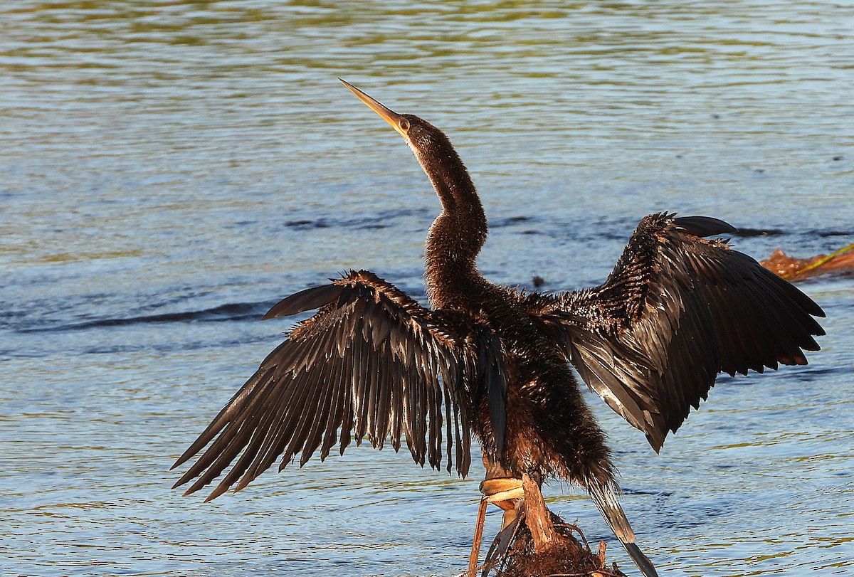Anhinga - ML643441581